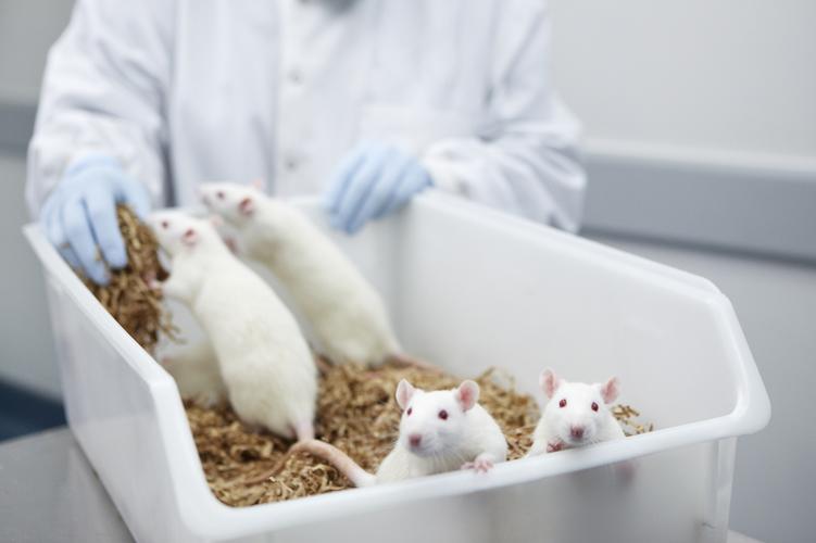 实验动物养殖专业怎么样 实验动物行业前景