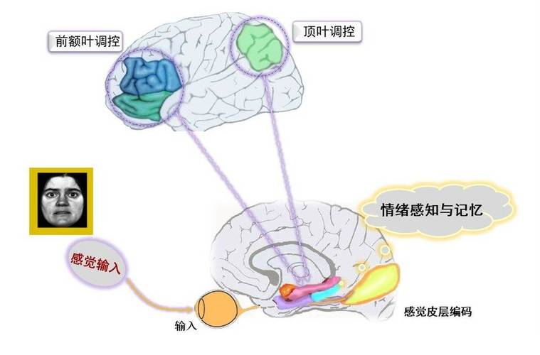 人体的感官代偿功能阅读答案 大脑代偿功能