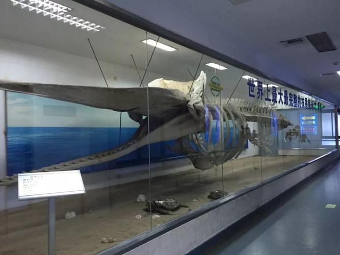 先秦的踞织机、最大抹香鲸标本……上海高校博物馆有多丰富? 抹香鲸标本在旅顺