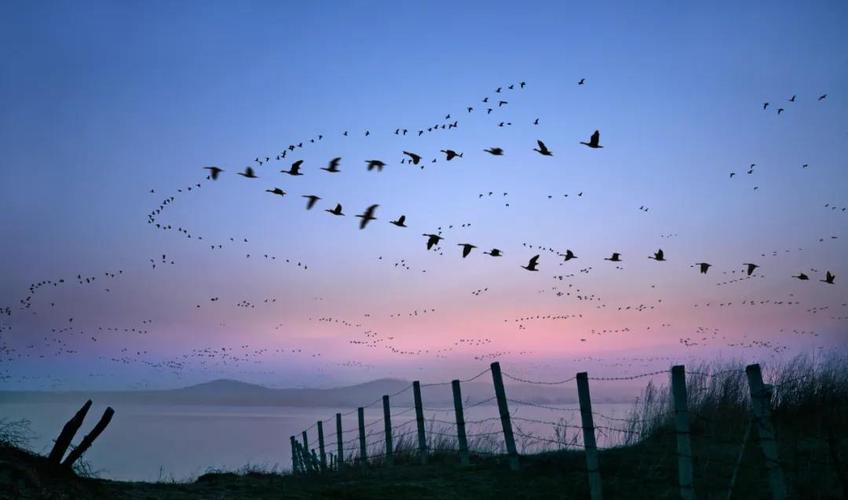 今年秋冬20多万只候鸟飞来上海 候鸟南飞一般是在几月