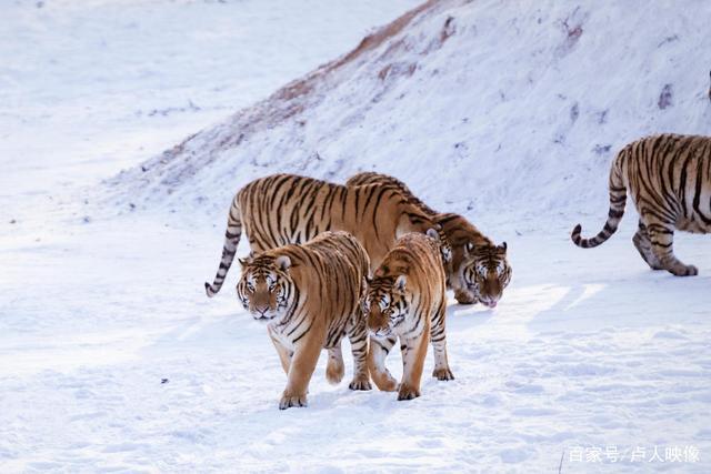 王者归来，中国野生虎的研究和保护经历了什么 在北极发现冻死的猛犸象