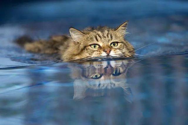 小猫落水记 小猫游泳